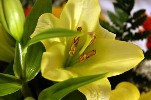 Lilium sp