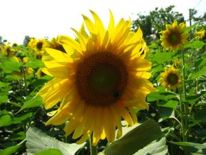 Helianthus annuus