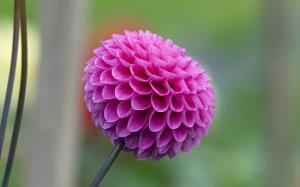 Dahlia - کوکب