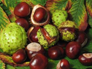Aesculus hippocastan
