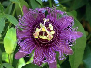Passiflora
