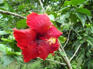 hibiscus