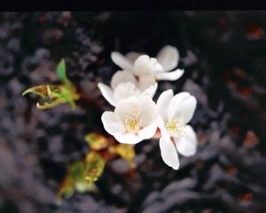 تصویر روز نارگیل