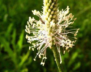 تصویر روز نارگیل