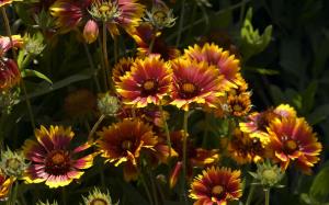 Gaillardia