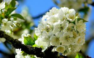 Prunus