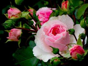 Rosa × damascena