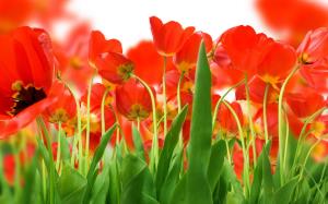 Papaver rhoeas - گل شقایق