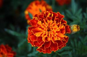 TAGETES PATULA