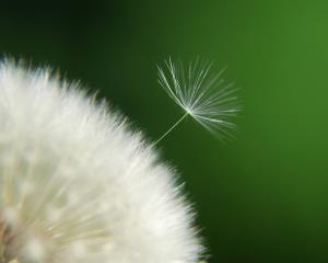 تصویر روز نارگیل