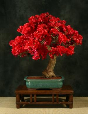 Bonsai
