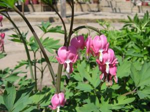 تصویر روز نارگیل