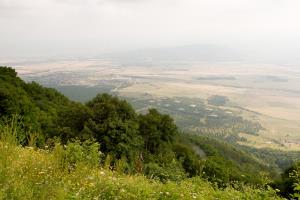 تصویر روز نارگیل