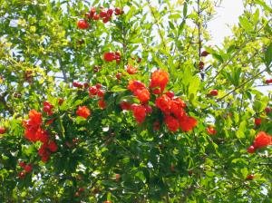تصویر روز نارگیل