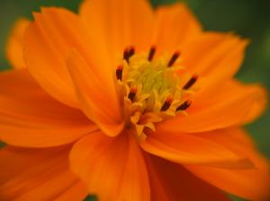 تصویر روز نارگیل