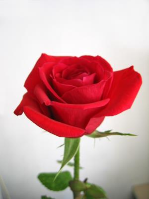 تصویر روز نارگیل