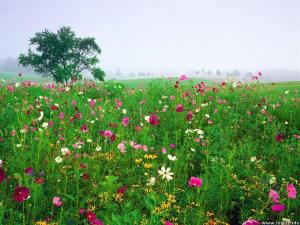 تصویر روز نارگیل