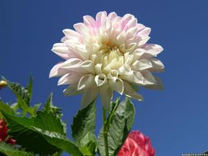 تصویر روز نارگیل