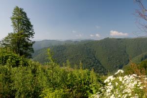 تصویر روز نارگیل
