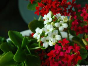 تصویر روز نارگیل
