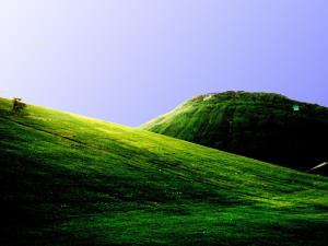 تصویر روز نارگیل