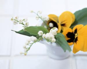 تصویر روز نارگیل