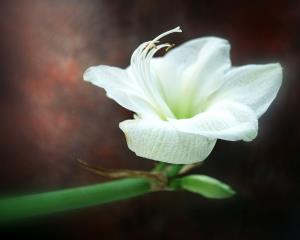 تصویر روز نارگیل