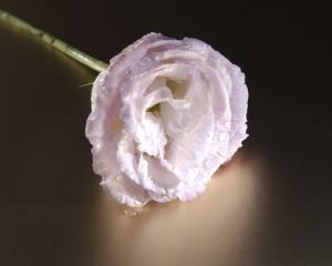 تصویر روز نارگیل