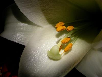 Madonna Lily
