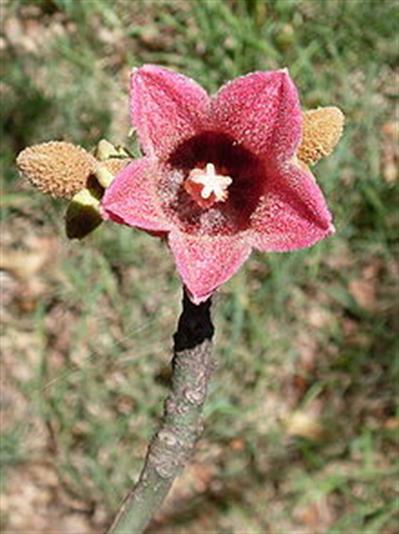 Brachychiton discolo