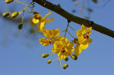 Parkinsonia microphy