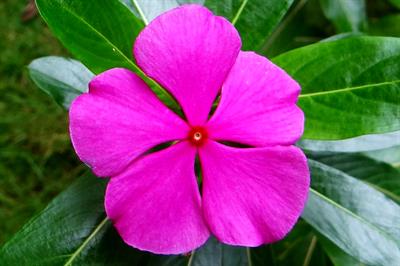 Catharanthus roseus