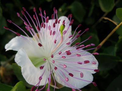 Capparis spinosa