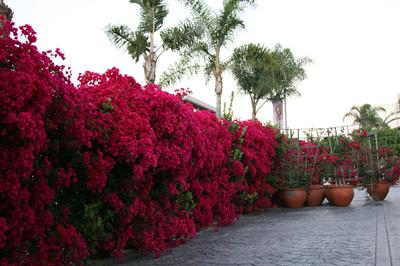 Bugainvillea