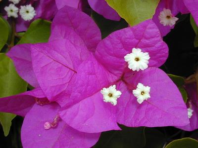 Bougainvillea specta - گل کاغذی درشت