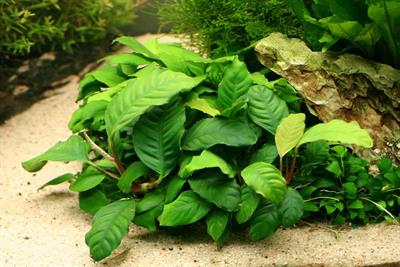 ANUBIAS