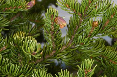 نراد بالسام نام یک گونه از سرده نراد است. نراد بالسام یک گونه سوزن برگیان می‌باشد که در آمریکای شمالی، بومی در شمال شرقی و مرکز کانادا قسمت‌هایی از جزیره نیوفاندلند تا غرب و مرکز بریتش کلمبیا و همچنین درشمال شرقی ایالات متحده آمریکا وجود دارد.