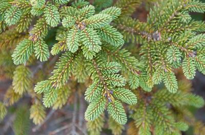 Balsam Fir