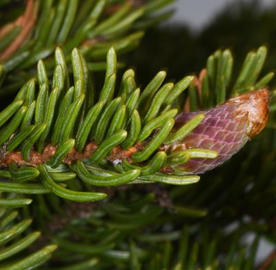  نراد بالسام یک گونه سوزن برگیان می‌باشد که در آمریکای شمالی، بومی در شمال شرقی و مرکز کانادا قسمت‌هایی از جزیره نیوفاندلند تا غرب و مرکز بریتش کلمبیا می باشد.