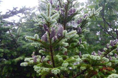 از خانواده Pinaceae