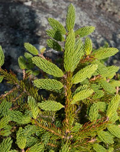 صنوبر بلسام