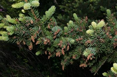 نراد بالزامی