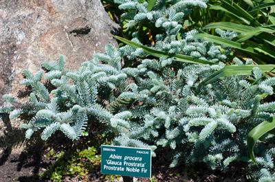 Abies procera