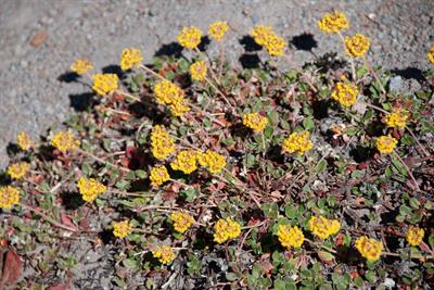 Abronia latifolia