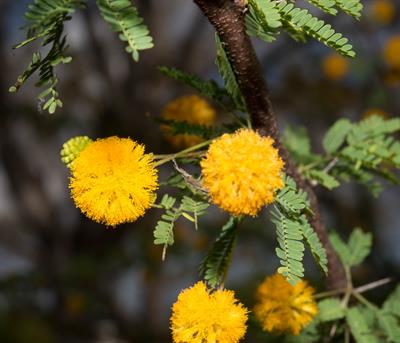 Acacia farnesiana - آکاسیا معطر (آکاسیای شیرین)