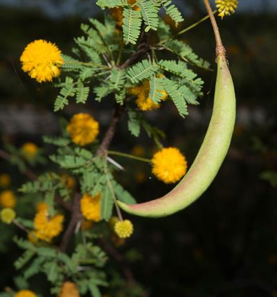 Prickly Acacia