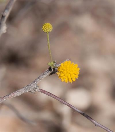 Prickly Acacia