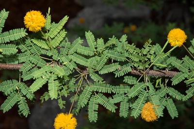Acacia farnesiana - آکاسیا معطر (آکاسیای شیرین)