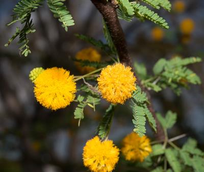 آکاسیا معطر (آکاسیای شیرین)