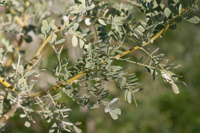 Acacia greggii - آکاسیا پنجه گربه ای